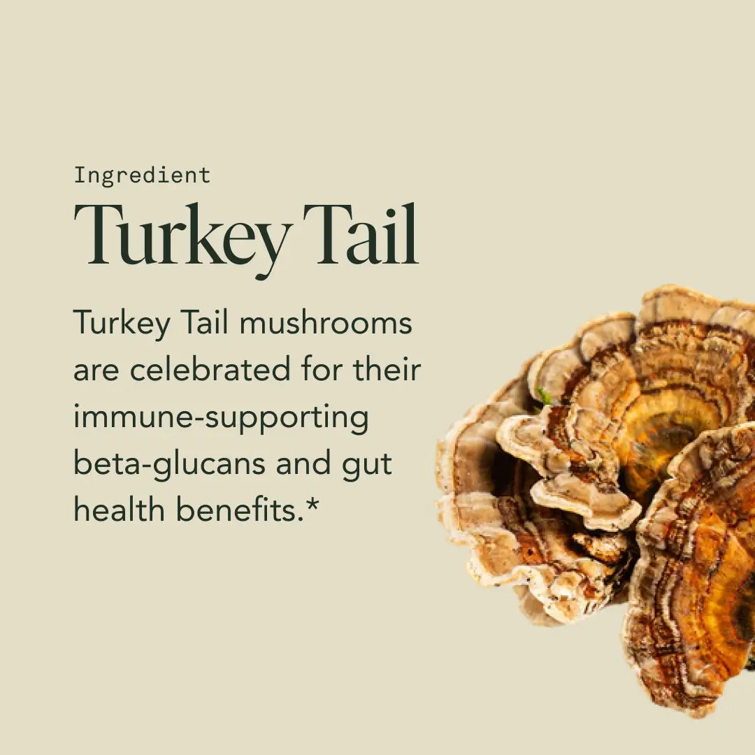 Protect Capsules — Organic Turkey Tail Extract for Immunity & Gut Health