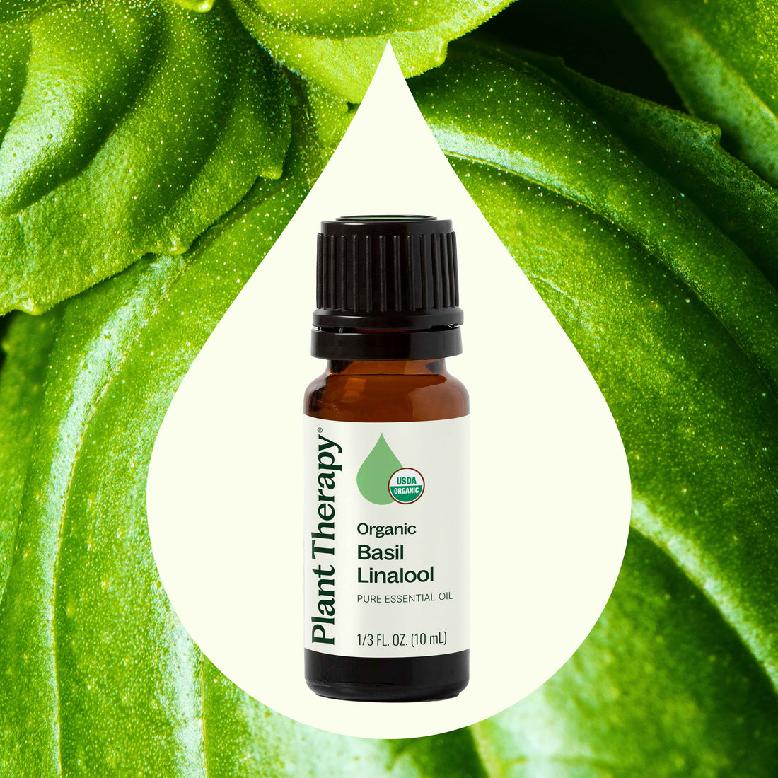 Organic Basil Linalool Essential Oil for Mind and Body