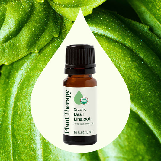 Organic Basil Linalool Essential Oil for Mind and Body