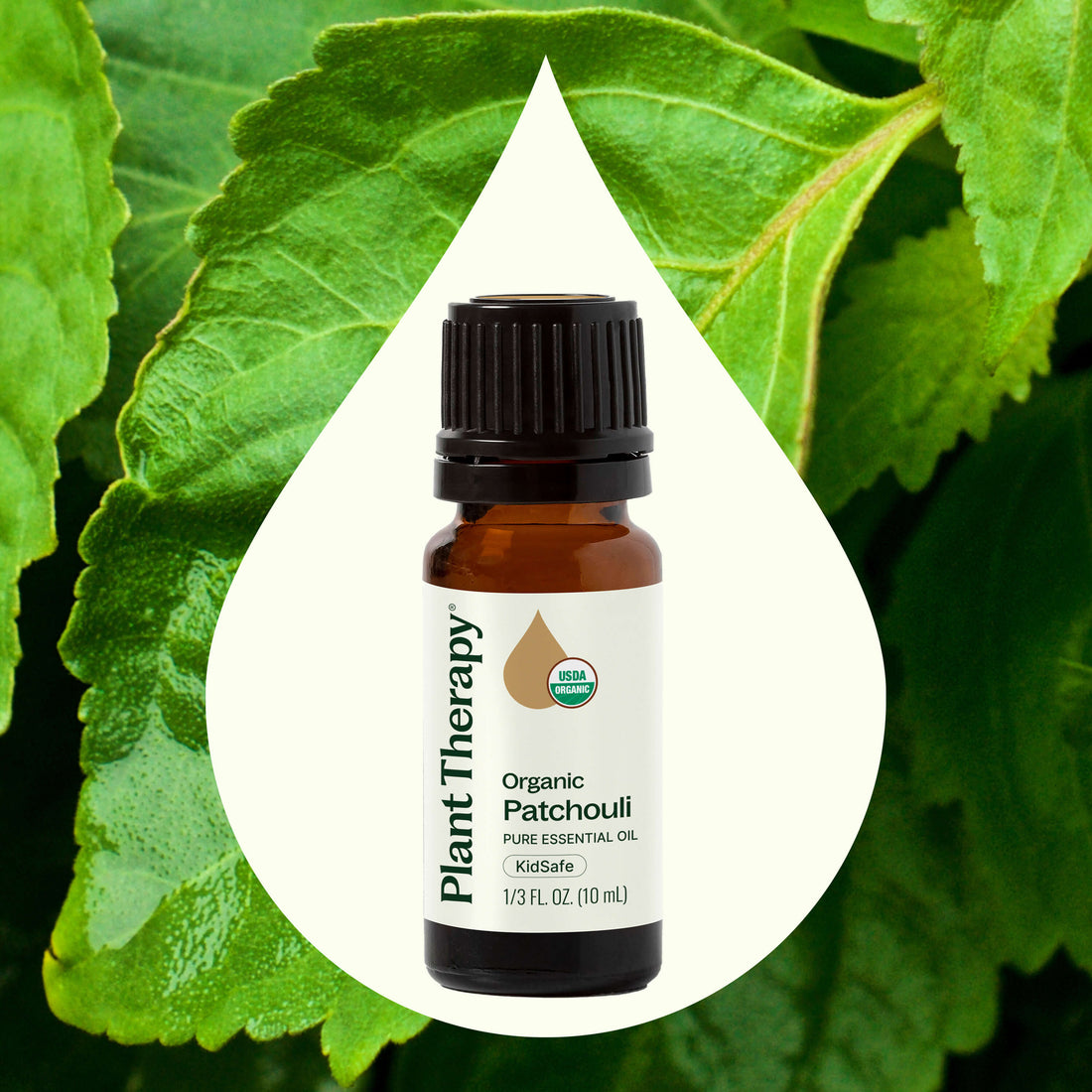 Organic Patchouli Essential Oil: Benefits, Uses & Care