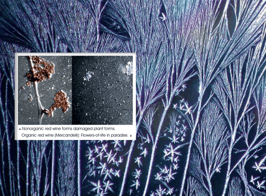 Organic vs. Non-Organic Food and Products | The blog post delves into the enlightening research of Swiss VisionLab, highlighting the distinct qualities of organic versus non-organic food. Through crystallization images, it reveals the harmonious structure