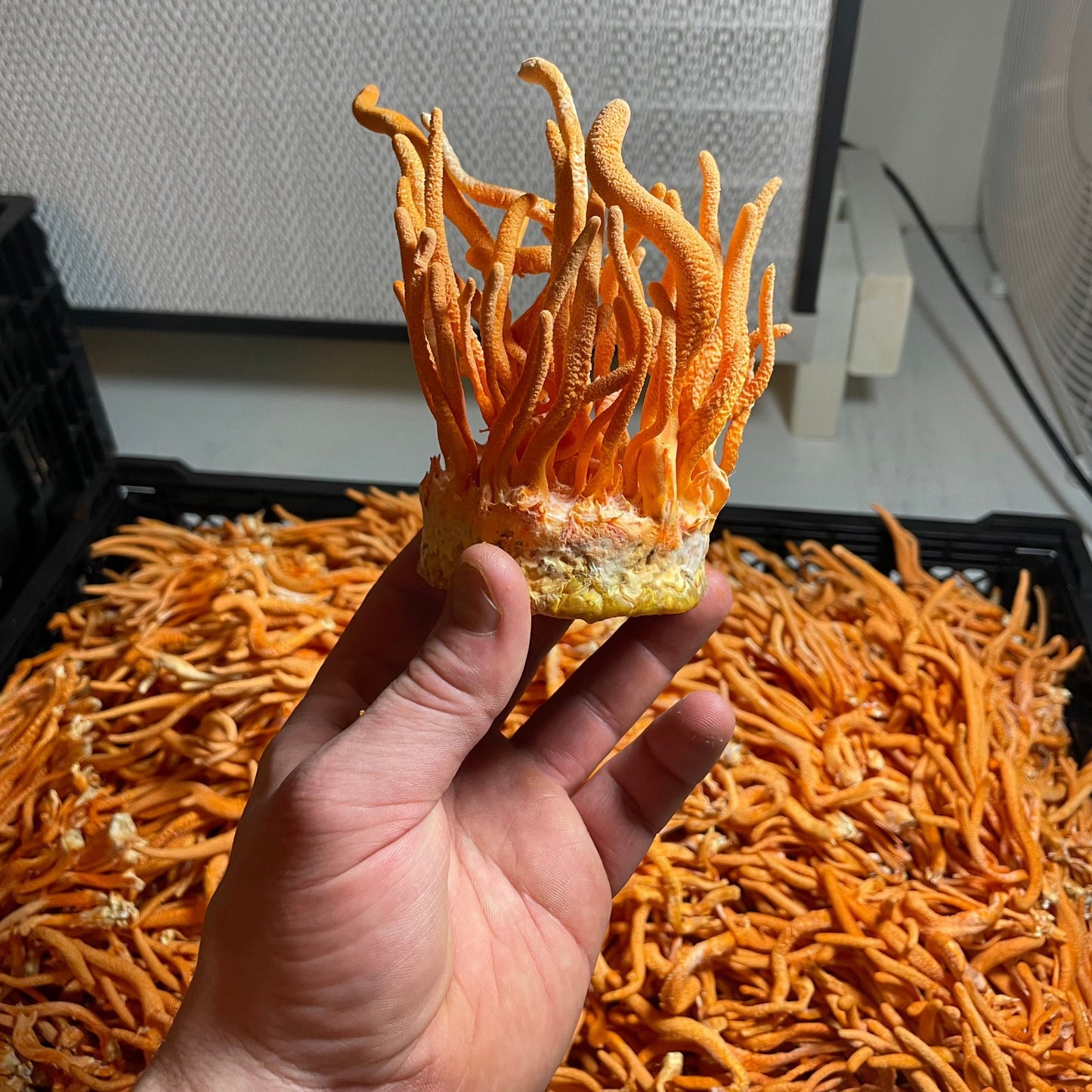 Organic Lion's Mane + Cordyceps Dual Extract Tincture