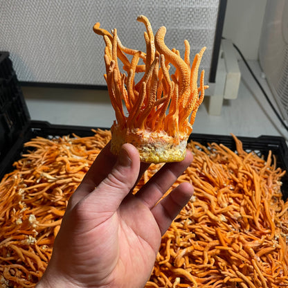 Organic Lion's Mane + Cordyceps Dual Extract Tincture