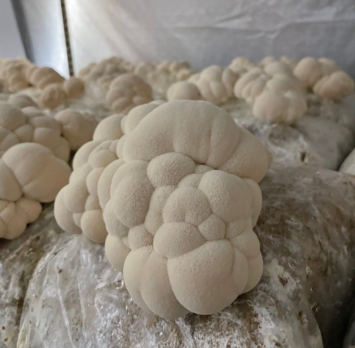 Organic Lion's Mane + Reishi Dual Extract Tincture