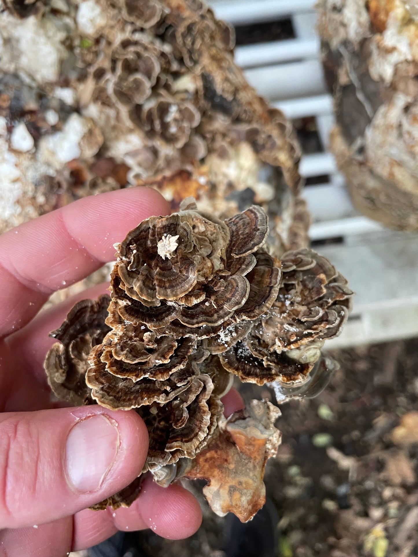 Organic Reishi + Turkey Tail Dual Extract Tincture